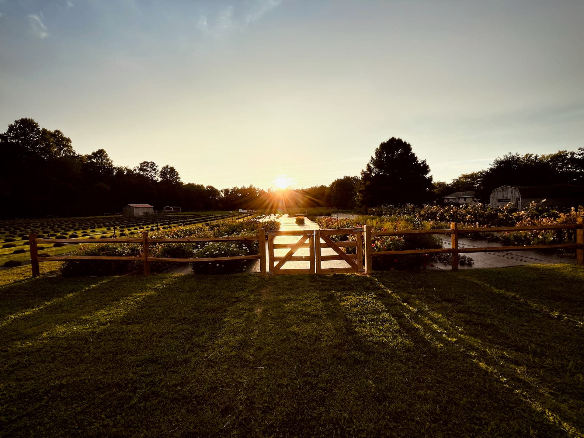 Lavender fields and farm landscape at Abbotts & Oak Farms, Milford, Delaware