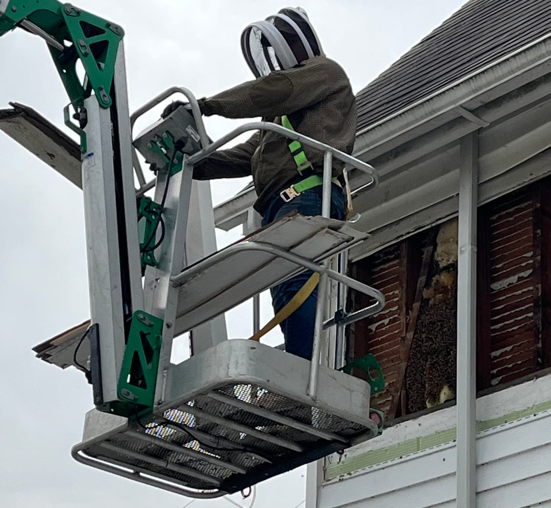 Honeybee cut-out and relocation work on the Delmarva Peninsula: photo 1