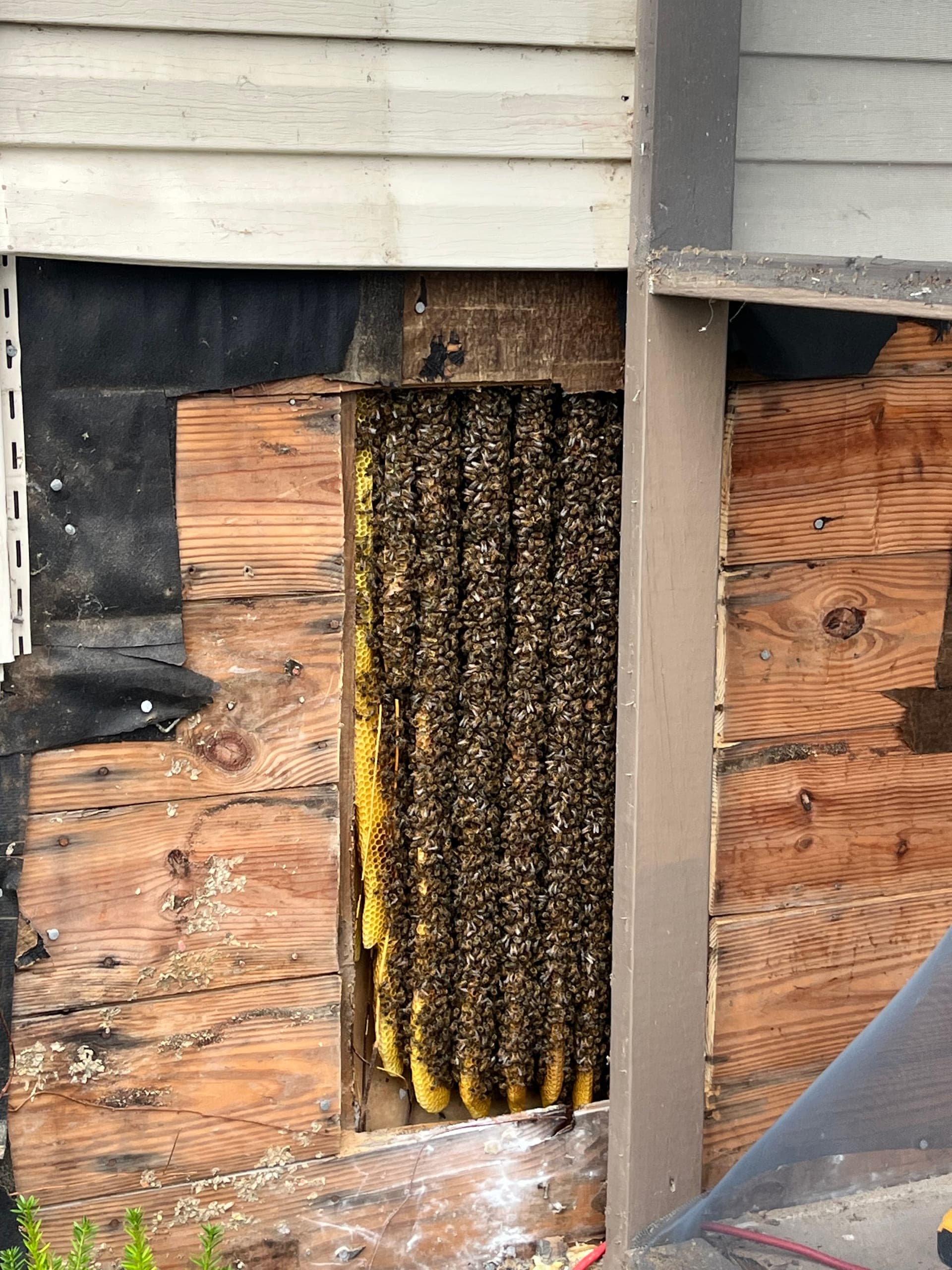 Honeybee cut-out and relocation work on the Delmarva Peninsula: photo 3