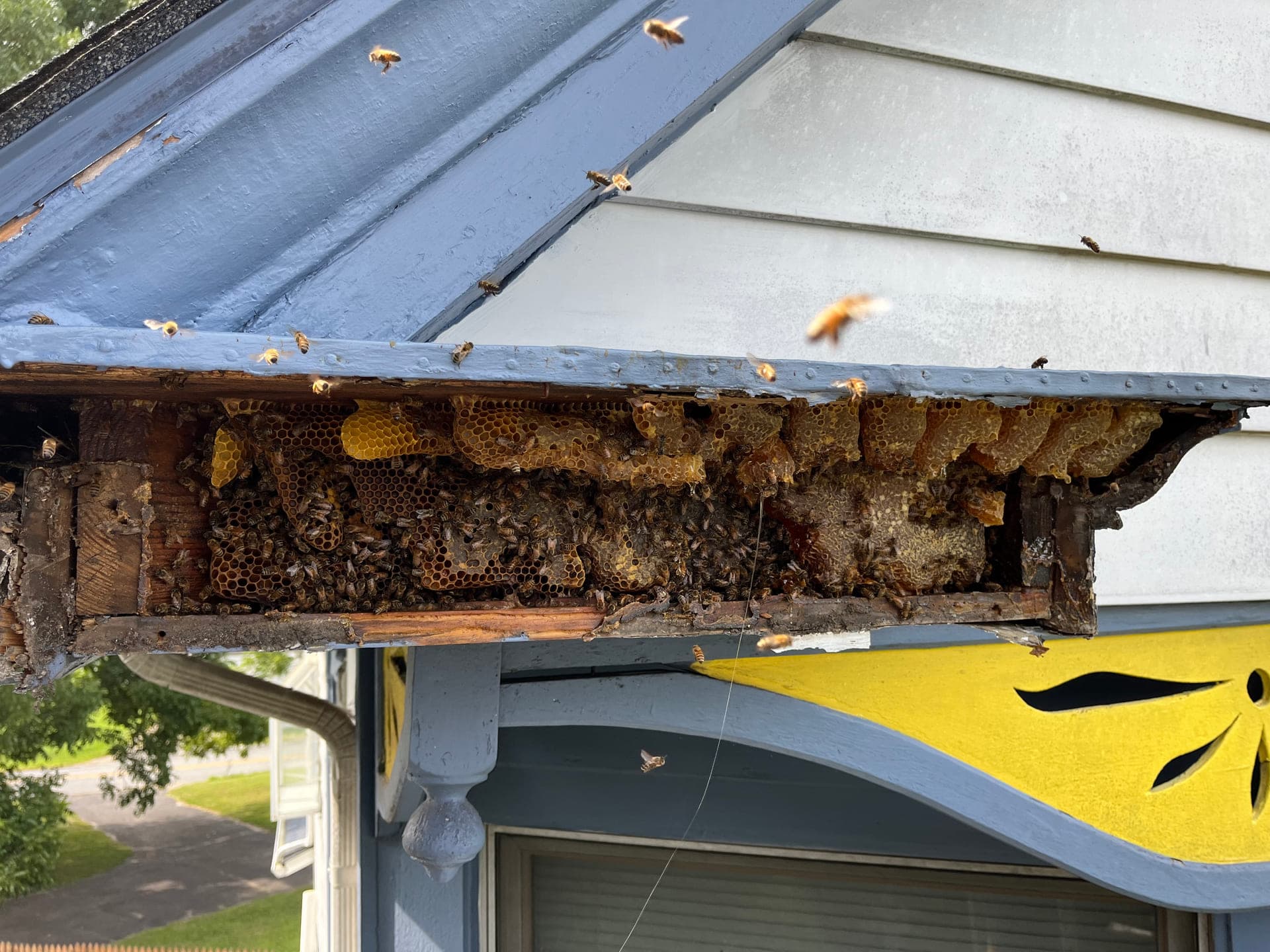 Honeybee cut-out and relocation work on the Delmarva Peninsula: photo 4