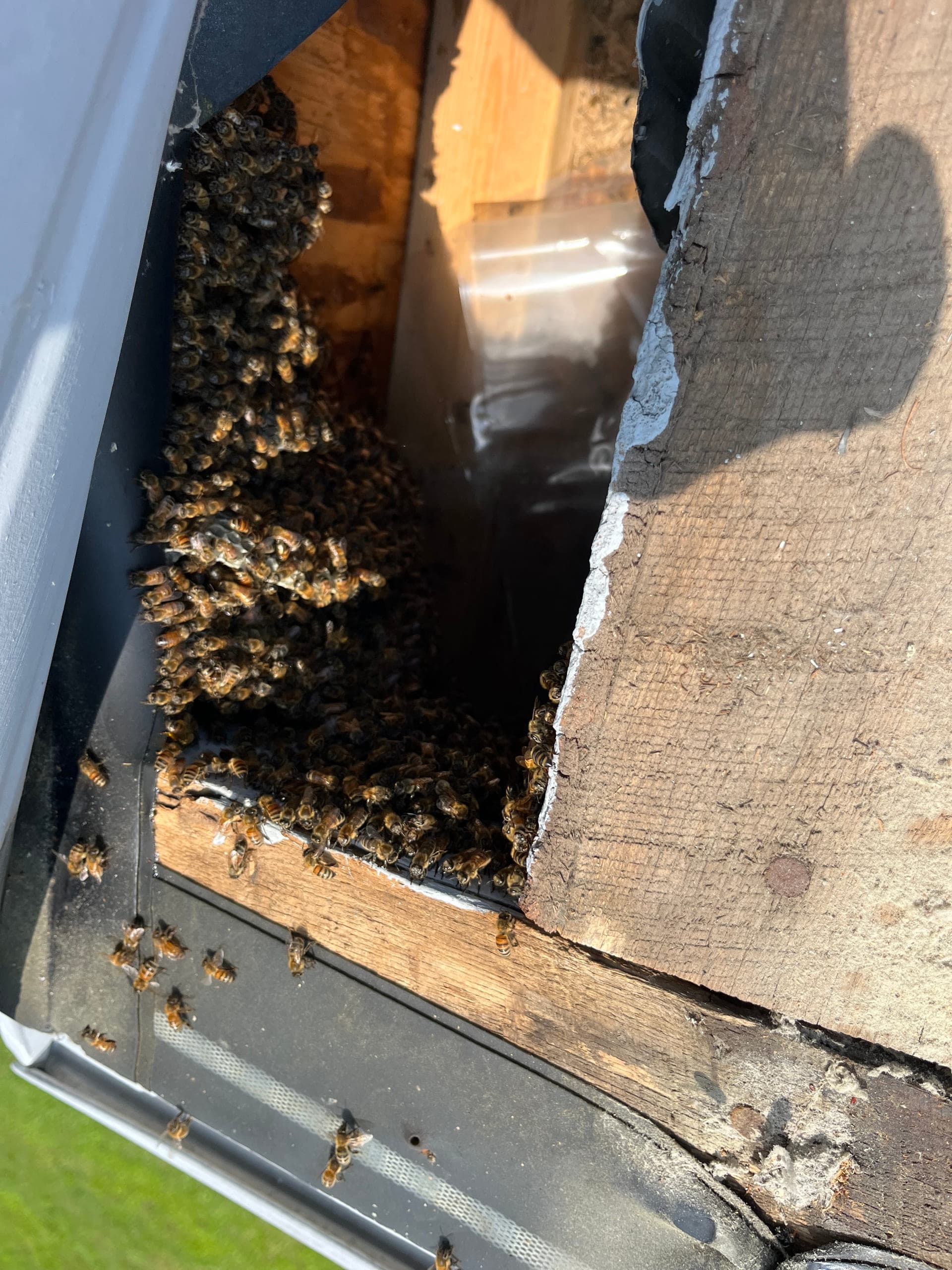 Honeybee cut-out and relocation work on the Delmarva Peninsula: photo 5