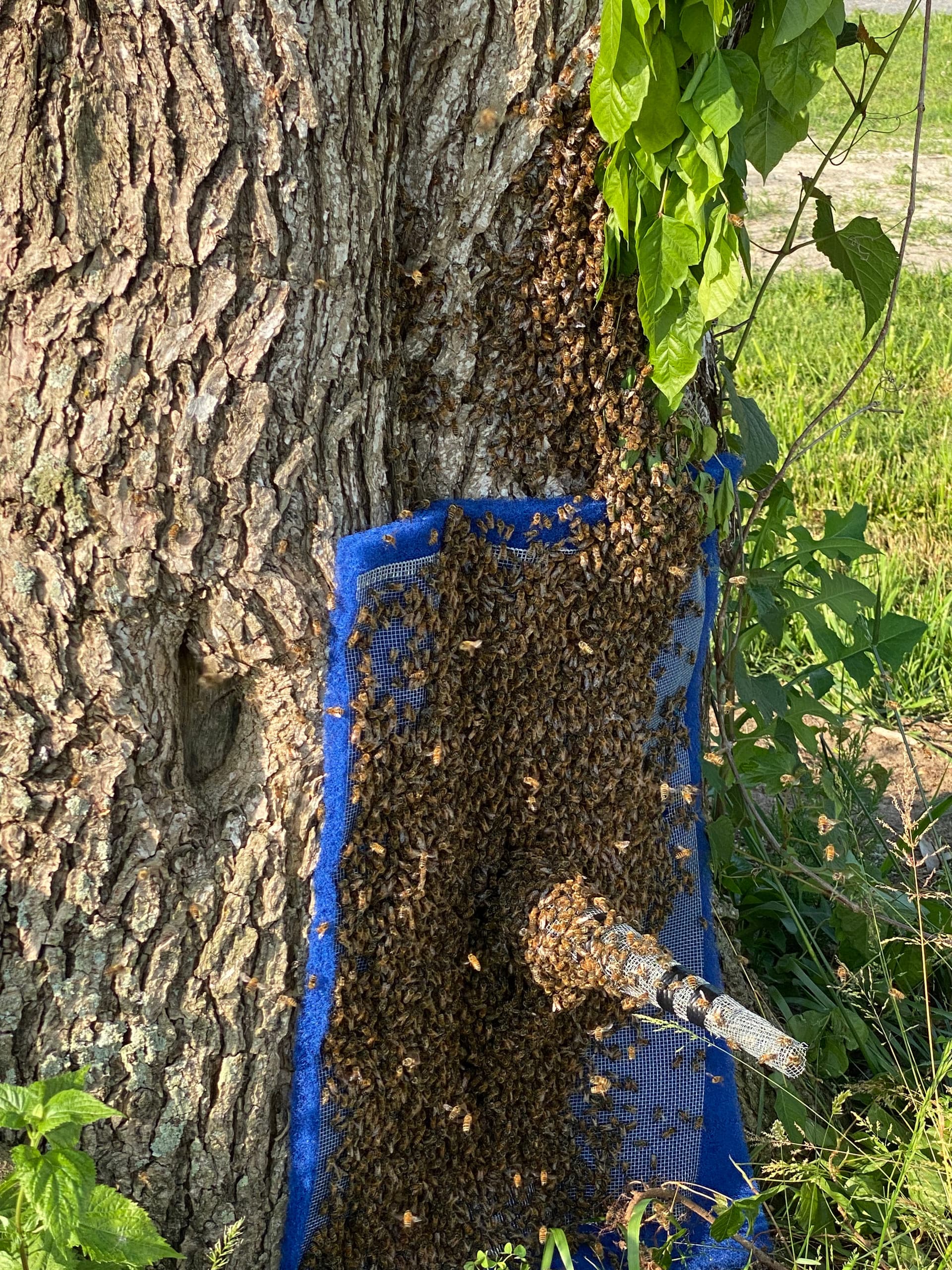 Honeybee cut-out and relocation work on the Delmarva Peninsula: photo 6