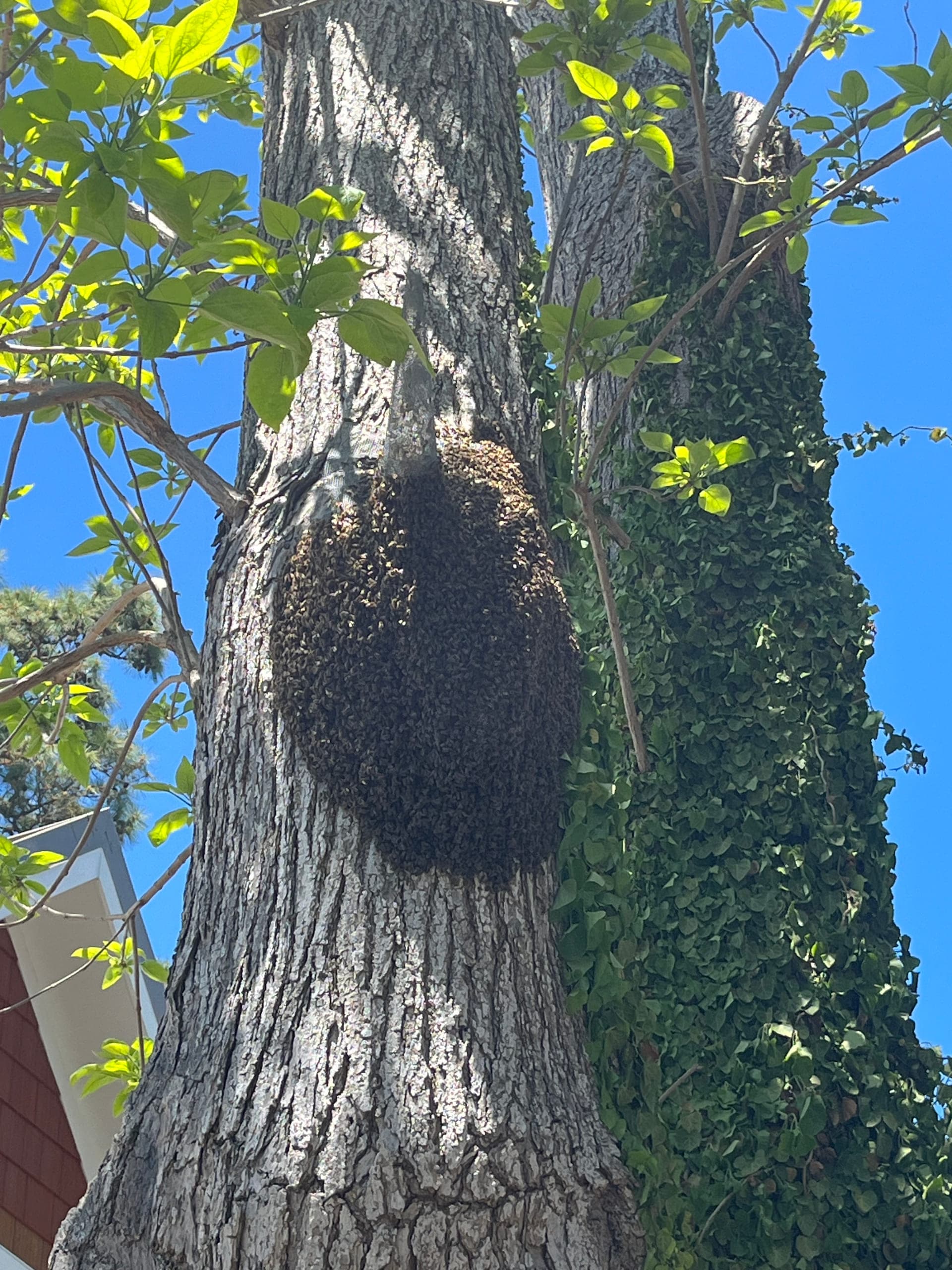 Honeybee cut-out and relocation work on the Delmarva Peninsula: photo 7