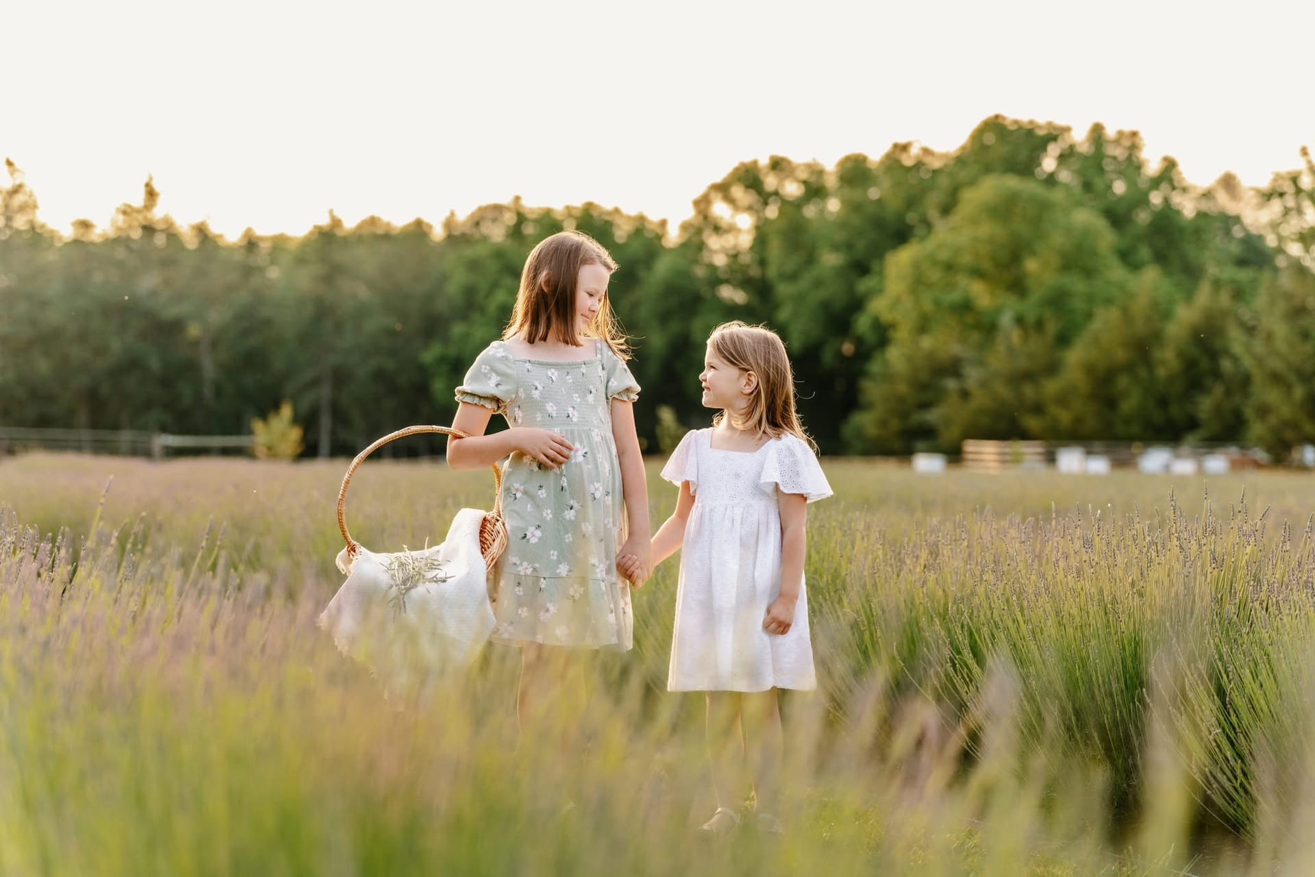 Lavender fields and farm landscape at Abbotts and Oak Farms in Milford, Delaware
