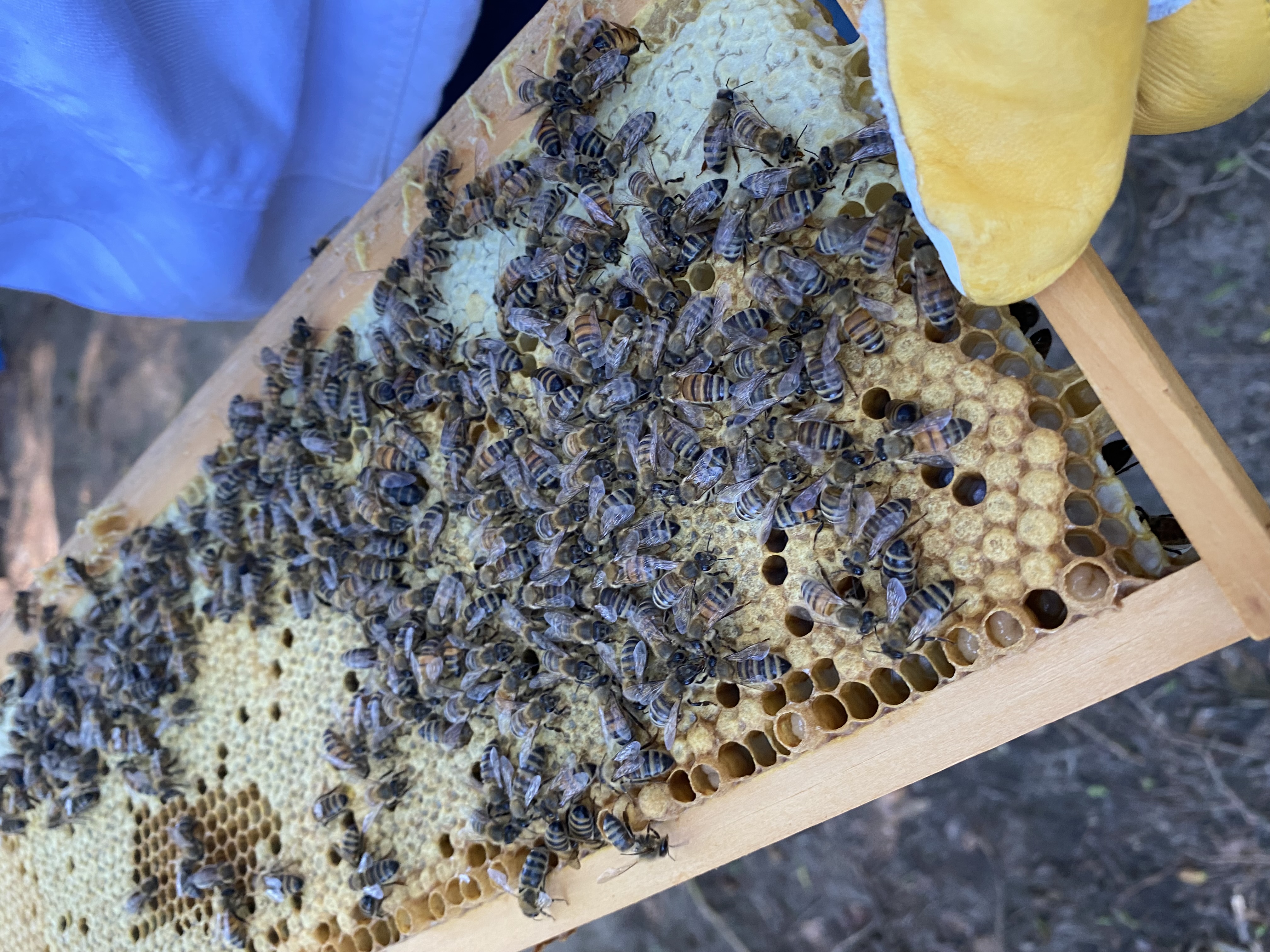 Beekeeper inspecting a frame pulled from a hive