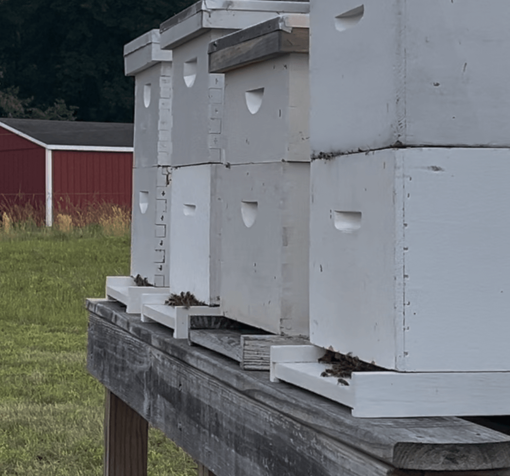 Rows of hive boxes set along the lavender fields