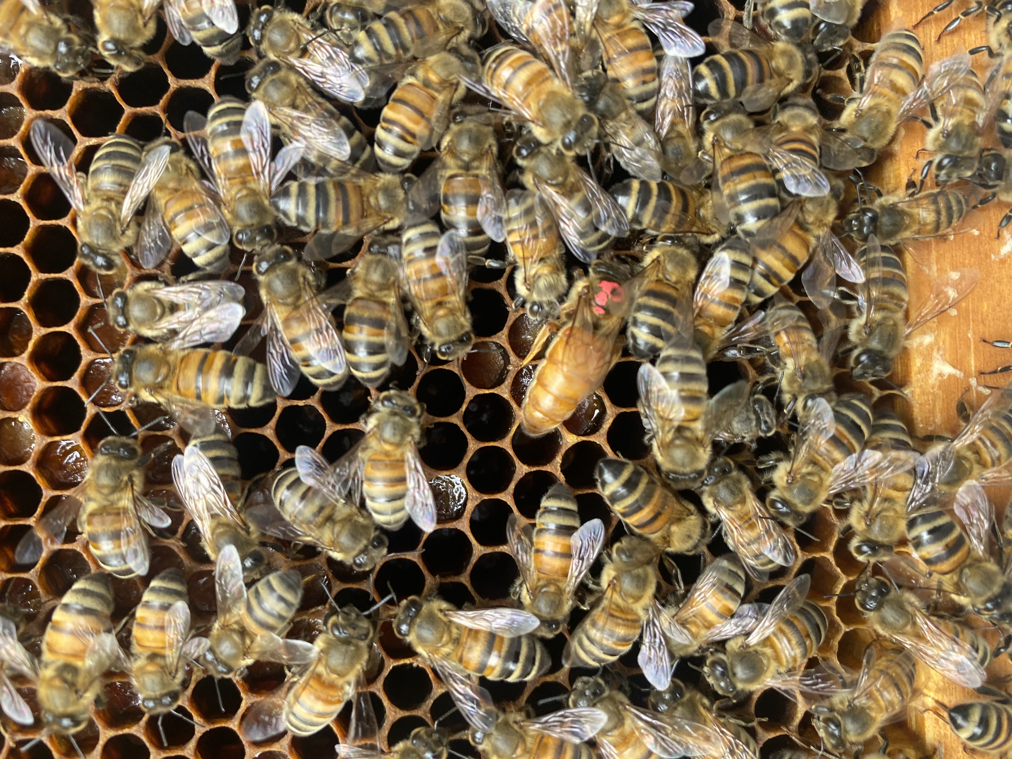 Honeybees working a frame of capped honey and brood