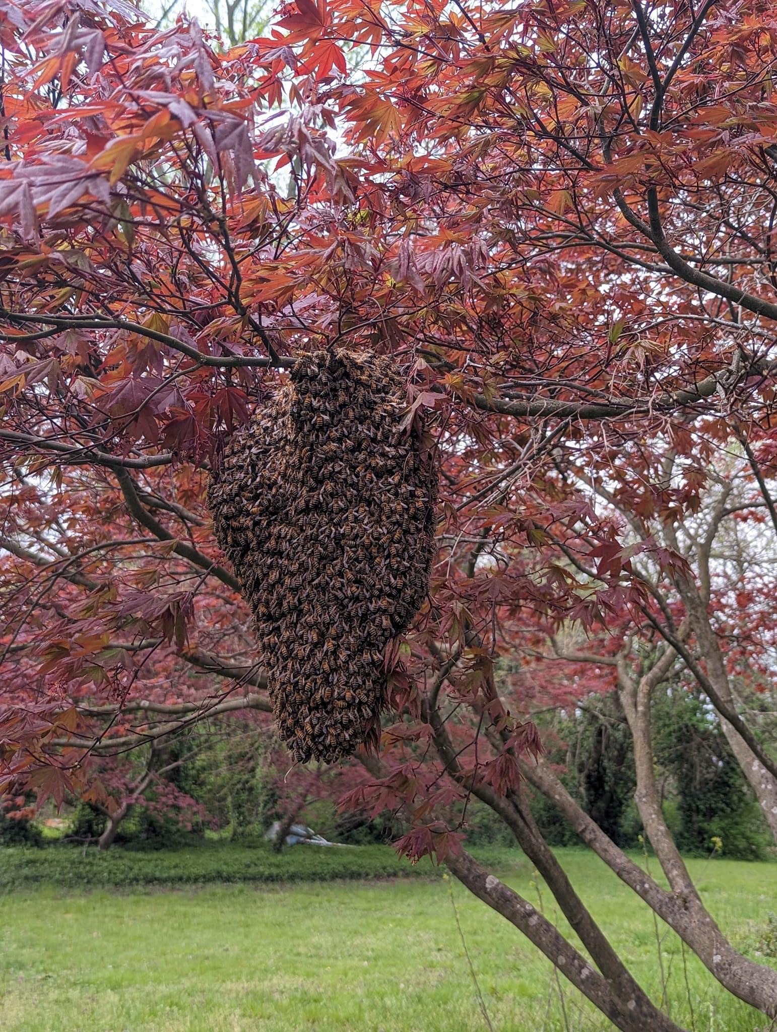 A swarm cluster being gently rehomed during a Swarmcall response