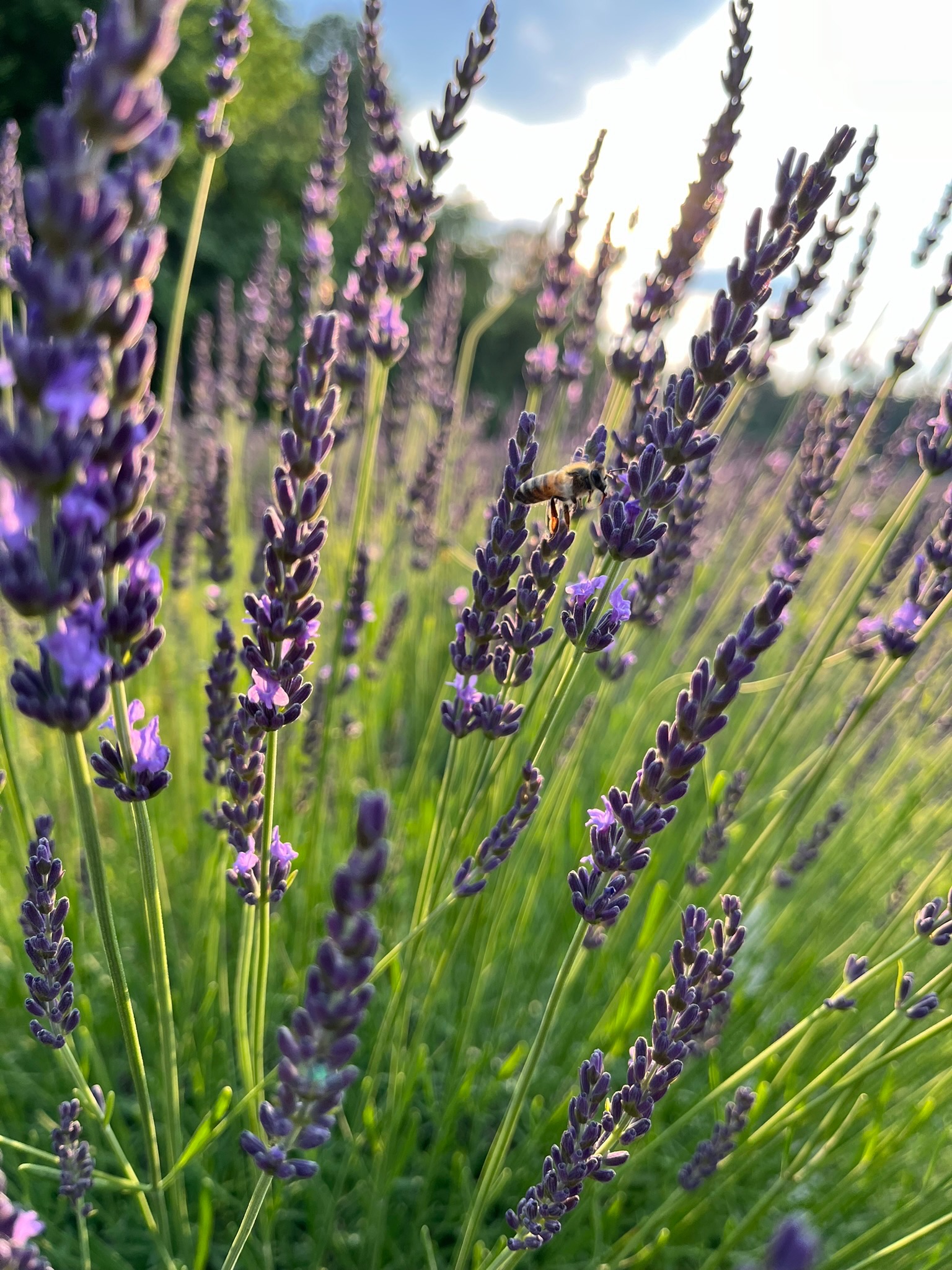 A honeybee foraging on lavender in full bloom