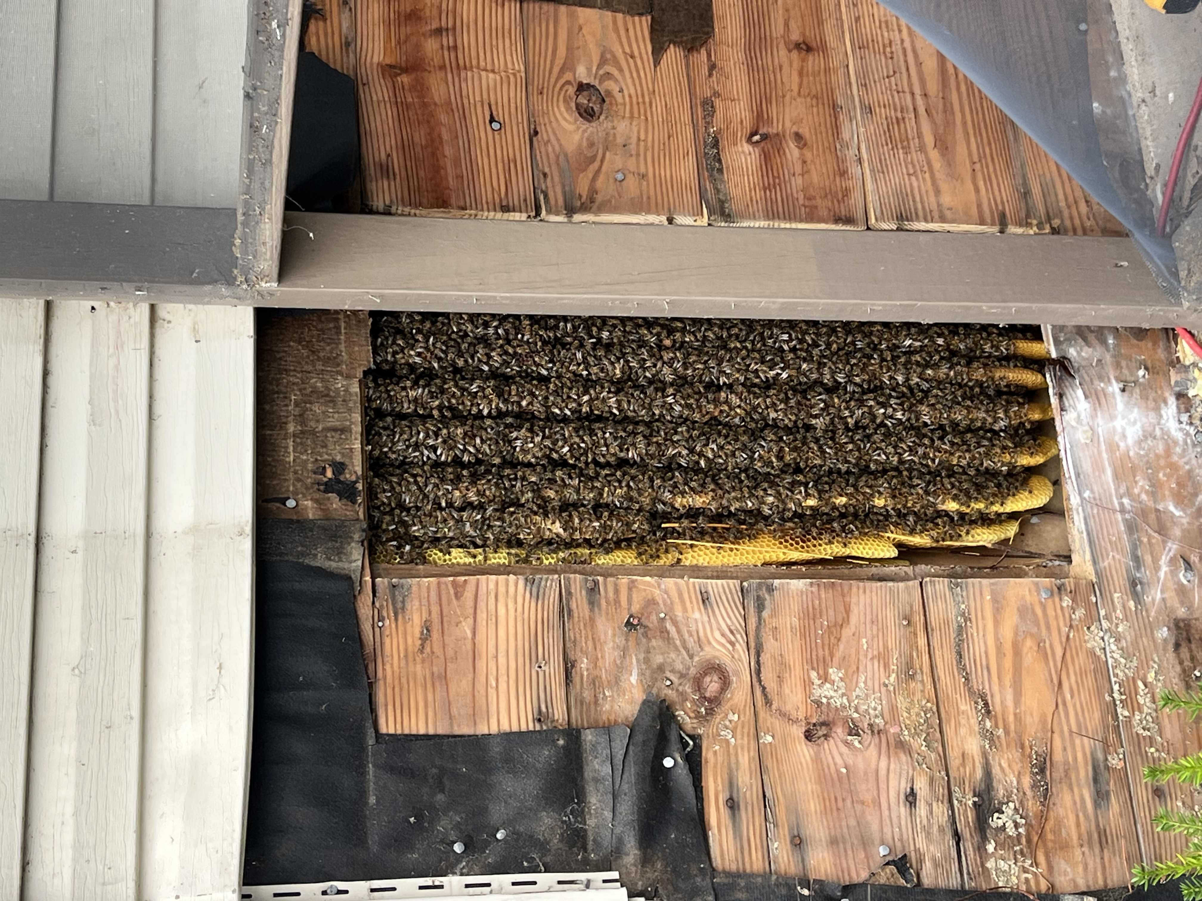 Honeybee cut-out and relocation work on the Delmarva Peninsula — photo 3