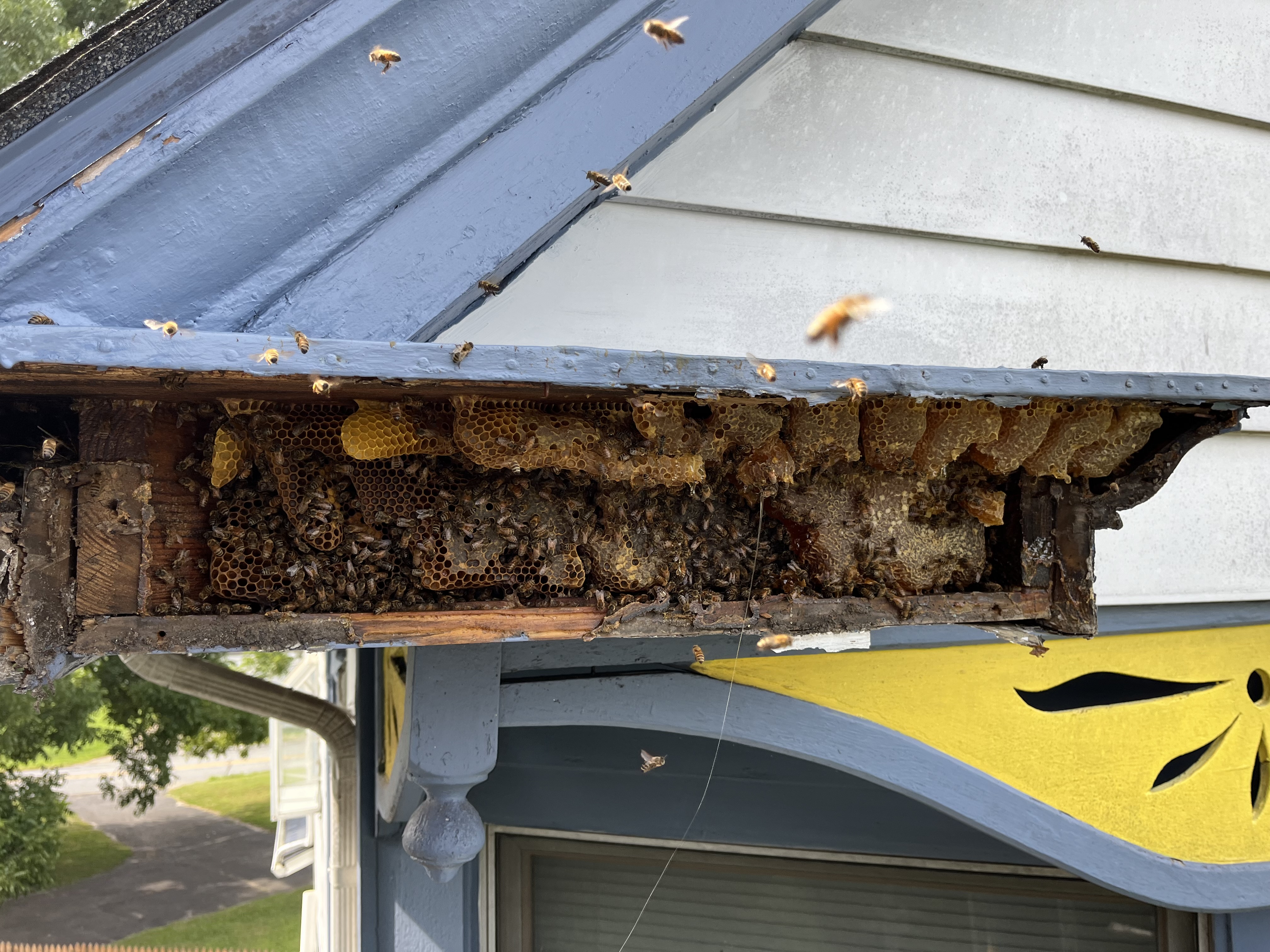 Honeybee cut-out and relocation work on the Delmarva Peninsula — photo 4