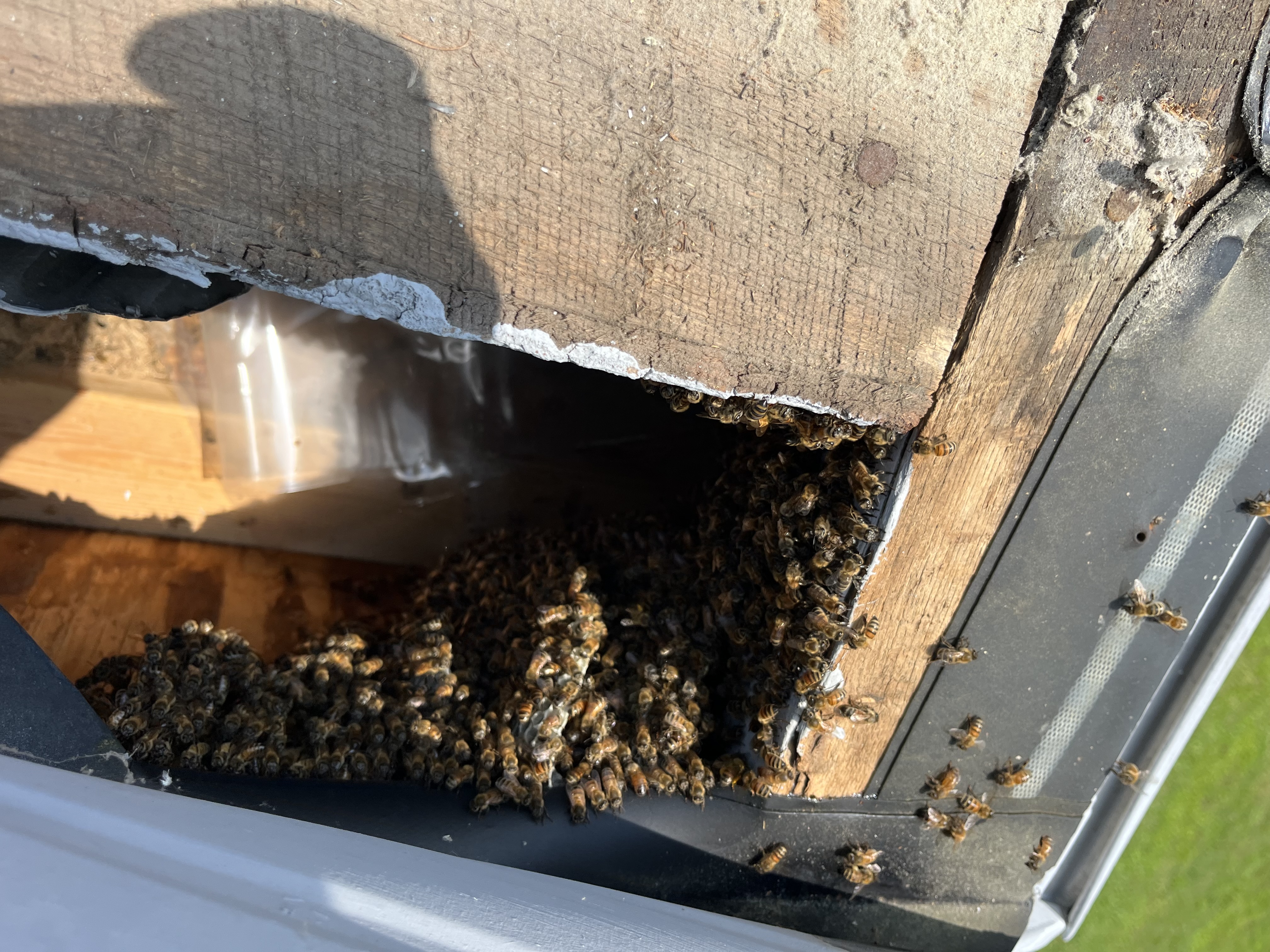 Honeybee cut-out and relocation work on the Delmarva Peninsula — photo 5