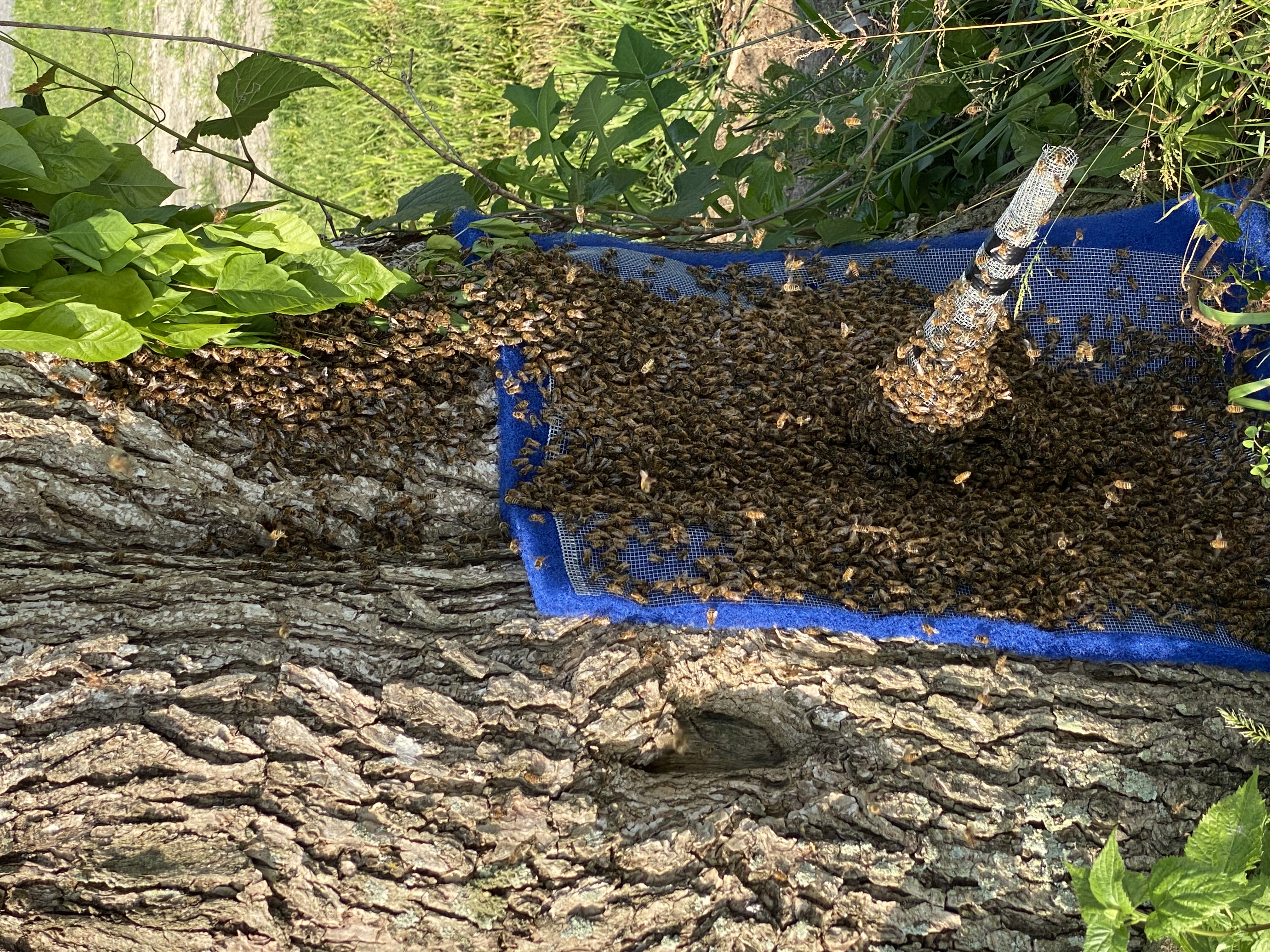 Honeybee cut-out and relocation work on the Delmarva Peninsula — photo 6