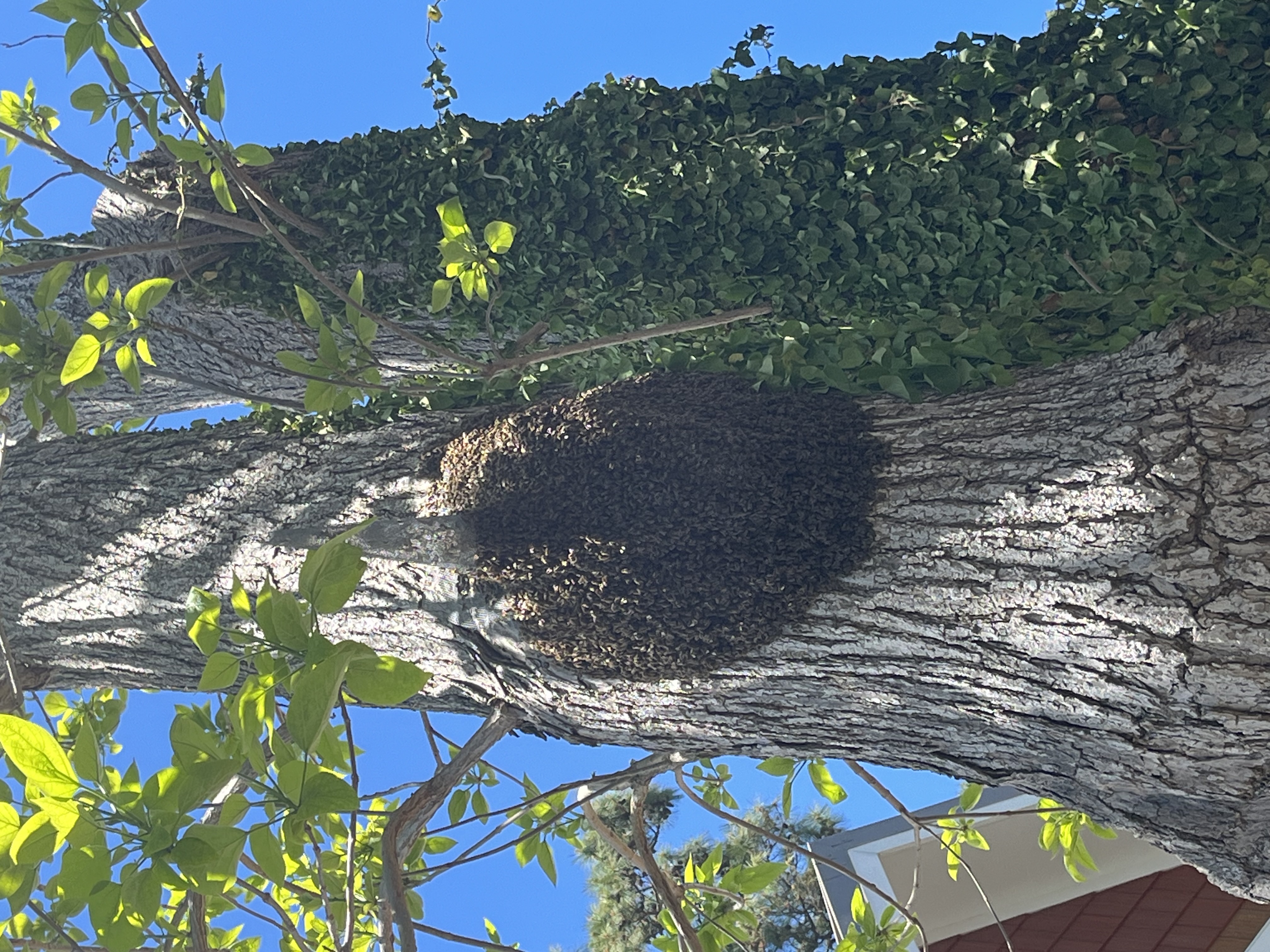 Honeybee cut-out and relocation work on the Delmarva Peninsula — photo 7